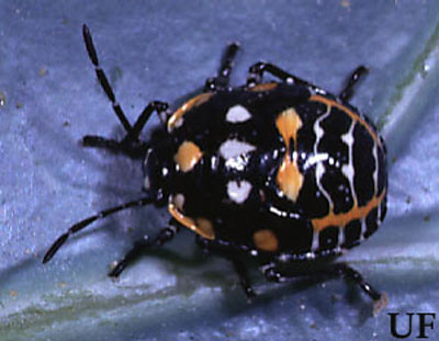 Nymph of the harlequin bug