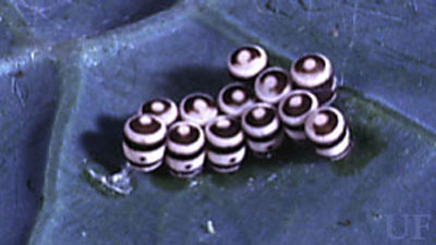 Eggs of the harlequin bug