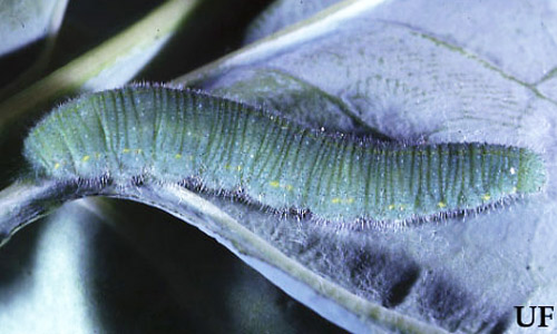 Larva of imported cabbageworm, Pieris rapae (Linnaeus). 