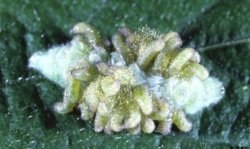 Parasitoid larvae emerging from a dead larva of the imported cabbageworm, Pieris rapae (Linnaeus). 