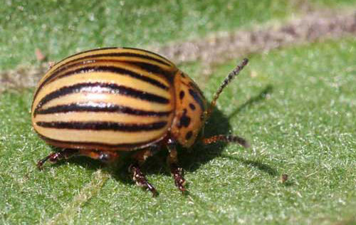 Adult Colorado potato beetle