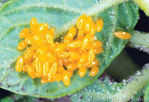 Egg cluster of the Colorado potato beetle