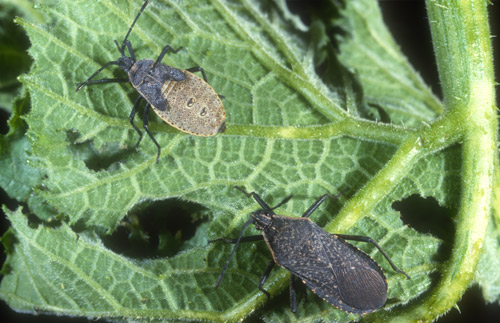 Adult (bottom) and nymph (top) of the squash bug, Anasa tristis (DeGeer). 