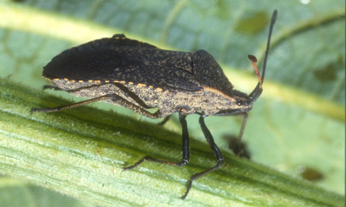 Lateral view of adult squash bugs, Anasa tristis (DeGeer).