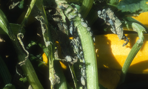 Aggregation of squash bugs, Anasa tristis (DeGeer), feeding on squash plant.