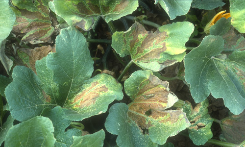 Discoloration and death of leaf tissue following feeding by squash bugs, Anasa tristis (DeGeer).