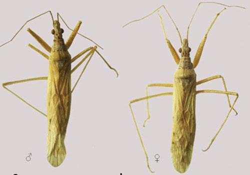 Nabis capsiformis (Germar) dorsal view of adult male and female specimens