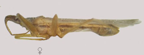 Lateral view of adult female Nabis capsiformis (Germar).
