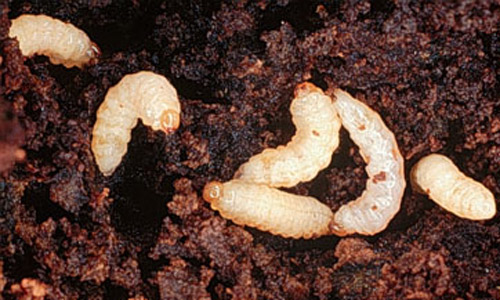 Larvae of sweetpotato weevil, Cylas formicarius (Fabricius). 