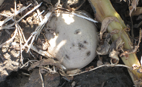 Exposed tubers are predisposed to tuberworm damage. 