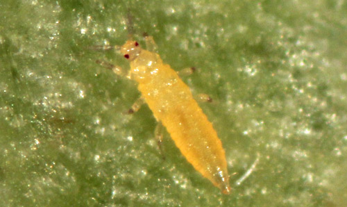 Larva of Florida flower thrips, Frankliniella bispinosa Morgan on a bean leaf. 