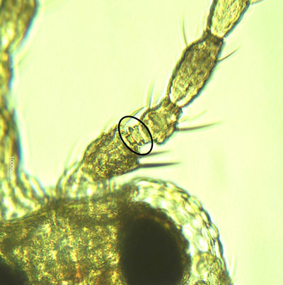Antennal segment II of Frankliniella bispinosa Morgan contains prominent spines and segment III pedicel has sharp edged ring (circled).