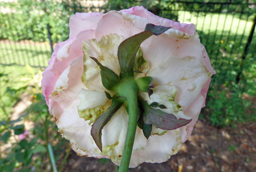 Damage to hybrid tea rose (Beverly) by Florida flower thrips, Frankliniella bispinosa Morgan, showing petal scarring.