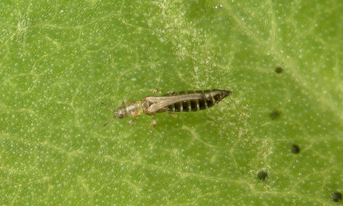 Adult tobacco thrips, Frankliniella fusca (Hinds).