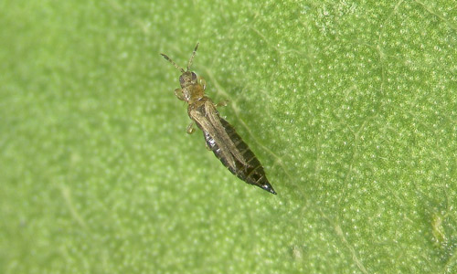 Adult macropterous female (normal wings), Frankliniella fusca (Hinds).