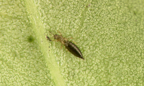 Adult brachypterous female (reduced/absent wings), Frankliniella fusca (Hinds). 