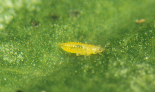 Tobacco thrips larva, Frankliniella fusca (Hinds). 