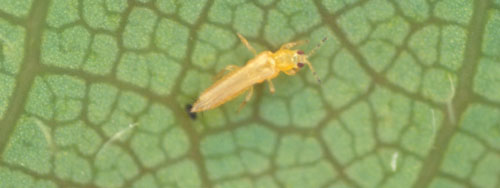 Frankliniella tritici (Fitch) adult. 