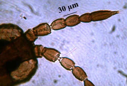 Head of an adult composite thrips, Microcephalothrips abdominalis Crawford, showing antenna with seven antennal segments