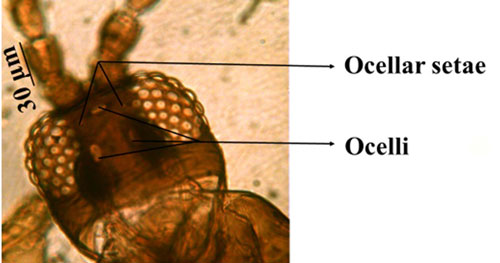 Head of an adult composite thrips, Microcephalothrips abdominalis Crawford, showing ocelli and ocellar setae.
