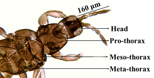 Head and thorax (Pro, meso and meta thorax) of an adult composite thrips, Microcephalothrips abdominalis Crawford, showing head is smaller than the pro-thorax.