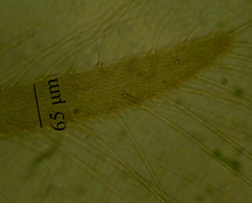Forewing of an adult composite thrips, Microcephalothrips abdominalis Crawford.