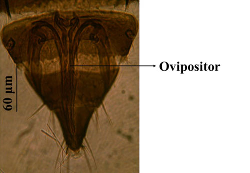 Ovipositor of an adult female composite thrips, Microcephalothrips abdominalis Crawford. 