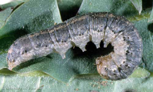 Lateral view of the larva of a black cutworm