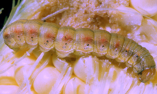 Larva of corn earworm, Helicoverpa zea (Boddie), light-colored form. 