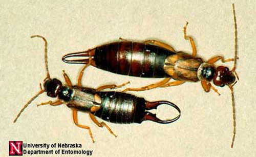 Adult male (bottom) and female (top) European earwigs, Foricula auricularia Linnaeus. The forceps help determine the sex of the adult.