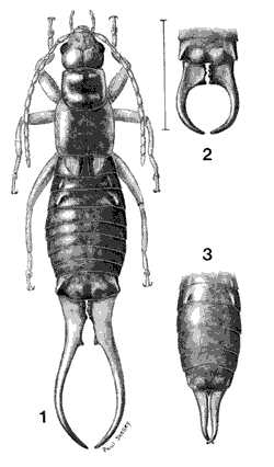 (1) Adult European earwig male; (2) tip of abdomen of male with short, sharply curved forceps; (3) tip of abdomen of female earwig.