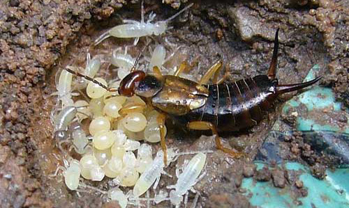 Adult female European earwig, Foricula auricularia Linnaeusm with eggs and young. 