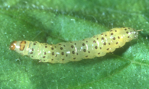 Young pickleworm larva, Diaphania nitidalis (Stoll), burrowing in cucumber. 