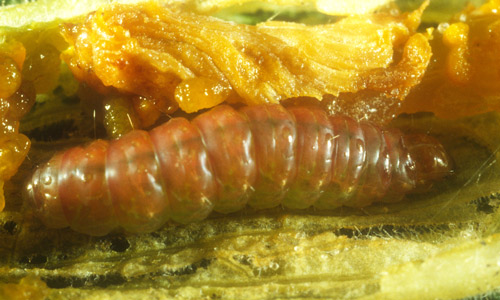 Mature pickleworm larva, Diaphania nitidalis (Stoll). The color varies with the host material consumed, ranging from white to bronze.