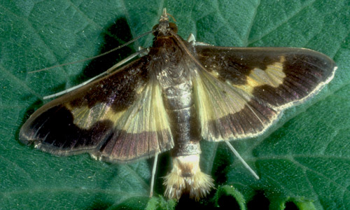 Pickleworm moth, Diaphania nitidalis (Stoll). 
