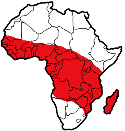 The approximate distribution of Anopheles gambiae s.s. Gilesin tropical Africa. 