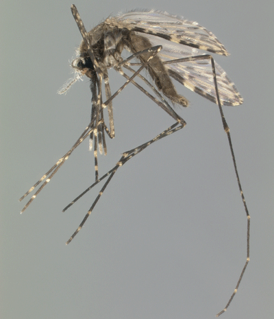 Adult female African malaria mosquito, Anopheles gambiae Giles.