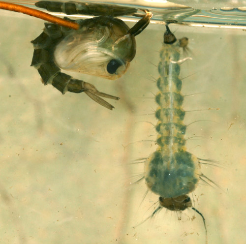 Pupa (left) and larva (right) of the cattail mosquito Coquillettidia perturbans (Walker)
