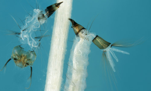 Close up view of siphon and cast skin of Coquillettidia xanthogaster Edwards, a close relative of the cattail mosquito Coquillettidia perturbans (Walker). Notice the thorn-shaped scales on the 8th abdominal segment (indicated by a black arrow)