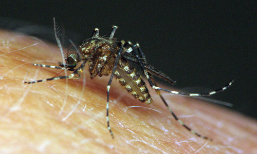 Female of the cattail mosquito Coquillettidia perturbans (Walker) taking a blood meal.