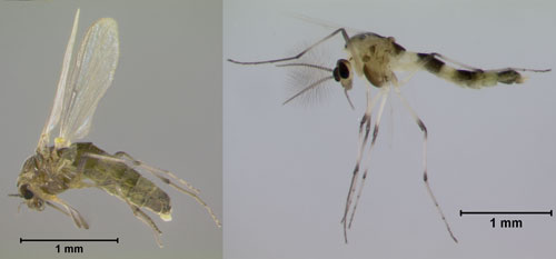 Lateral views of adult female (left) and male (right) hydrilla tip mining midge, Cricotopus lebetis Sublette. Photographs by Lyle J. Buss, University of Florida.