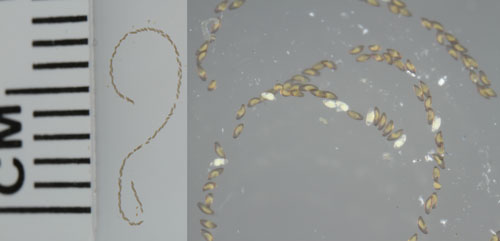 Two views of egg masses of "hydrilla tip mining midge", Cricotopus lebetis Sublette. Photographs by Lyle J. Buss, University of Florida.