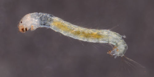 Larva of hydrilla tip mining midge, Cricotopus lebetis Sublette
