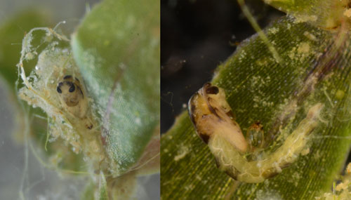 Pupa of hydrilla tip mining midge, Cricotopus lebetis Sublette. Left photo shows a pupa within a hydrilla apical meristem. Right photo shows the pupa following extraction from the plant tissue