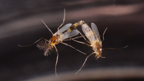 Mating adults, hydrilla tip mining midge, Cricotopus lebetis Sublette. Male midge with feathery antennae and narrow abdomen on left, female on right