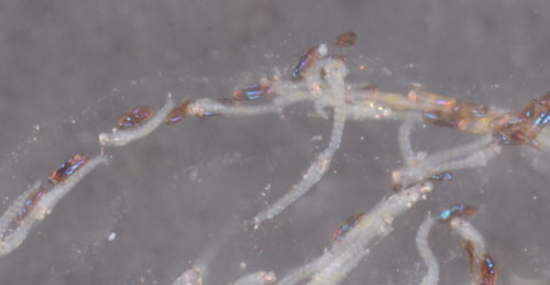Neonate larvae, hydrilla tip mining midge, Cricotopus lebetis Sublette. White larvae crawling within the gelatinous matrix, empty egg shells are dark brown
