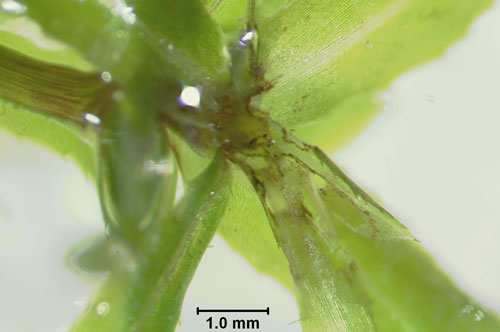 Hydrilla with damage to the apical meristem by hydrilla tip mining midge, Cricotopus lebetis Sublette.