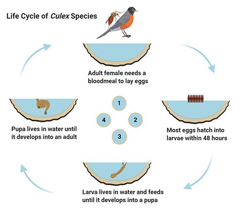 Life cycle of a Culex mosquito. Graphic by Abdullah A. Alomar, University of Florida.