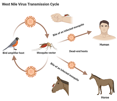 Transmission cycle of West Nile virus, an example of a virus that can be transmitted by Culex pipiens. Graphic by Abdullah A. Alomar, University of Florida
