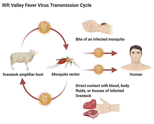 Transmission cycle of West Nile virus, an example of a virus that can be transmitted by Culex pipiens. Graphic by Abdullah A. Alomar, University of Florida